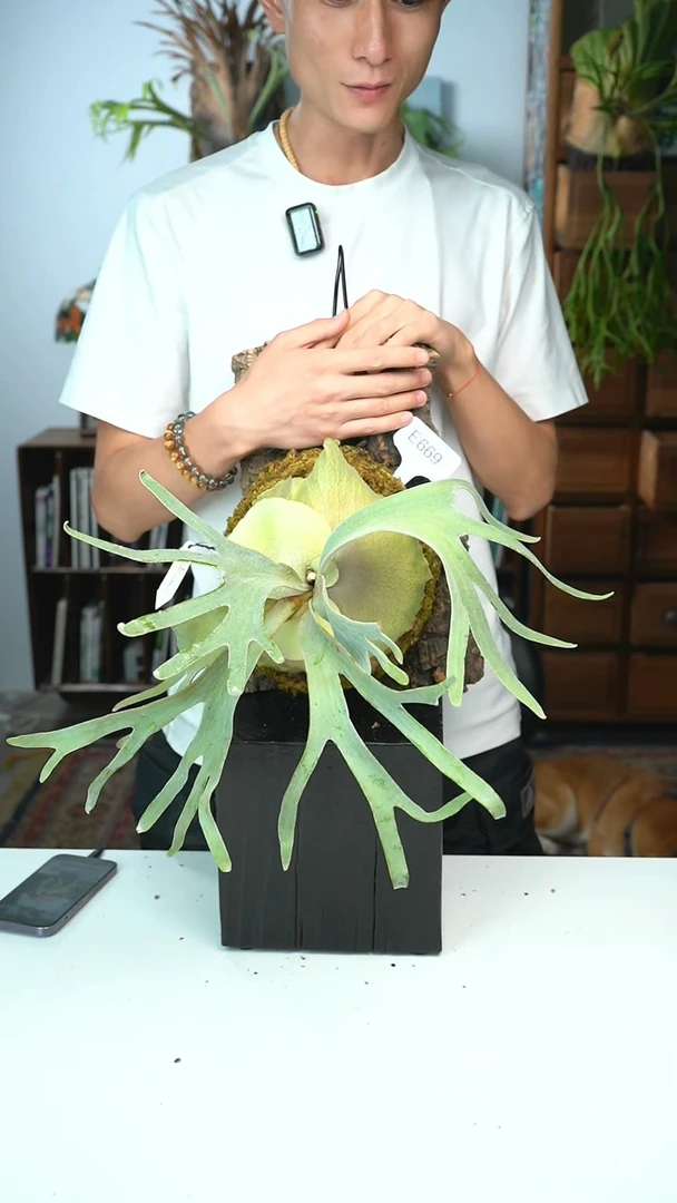 不开花植物E669-pegasus sporeling