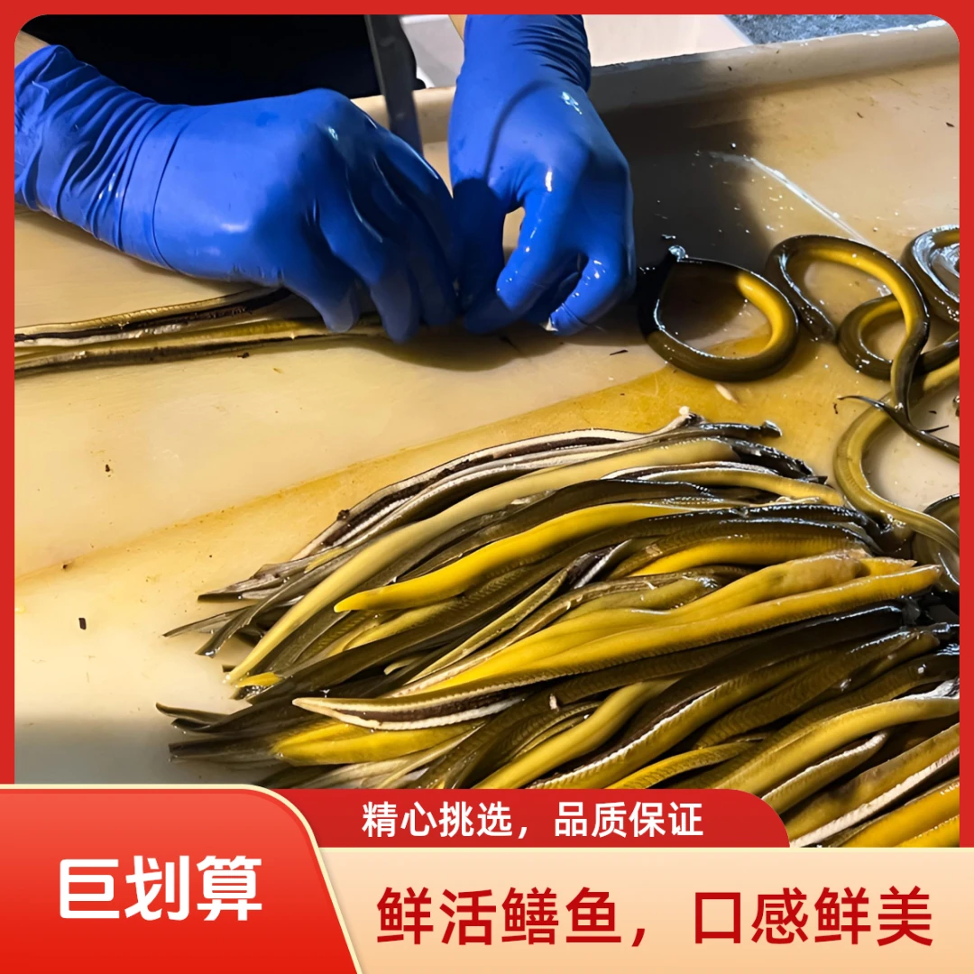 现杀鳝丝，去头去骨去内脏，1.5斤+半斤，顺丰包邮，厂家现货供应