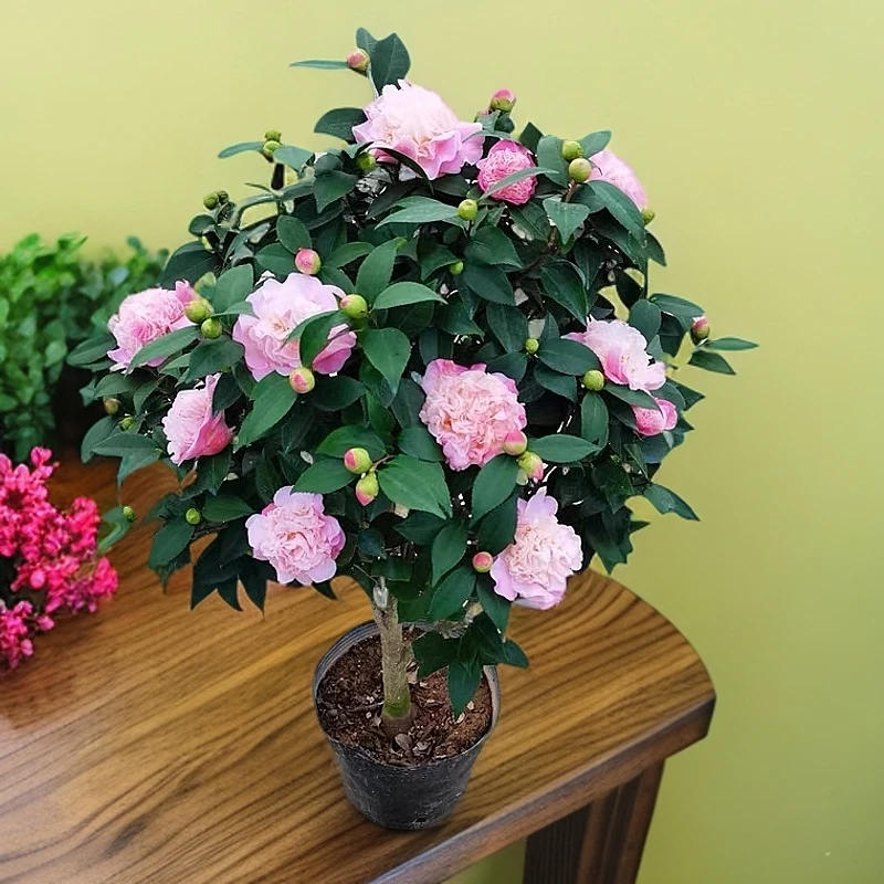 香妃山茶花树苗带花苞盆栽浓香绿植室内阳台好养活耐寒耐旱包邮