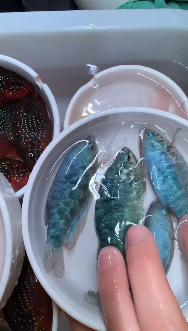 蓝曼龙鱼蓝曼龙8备2