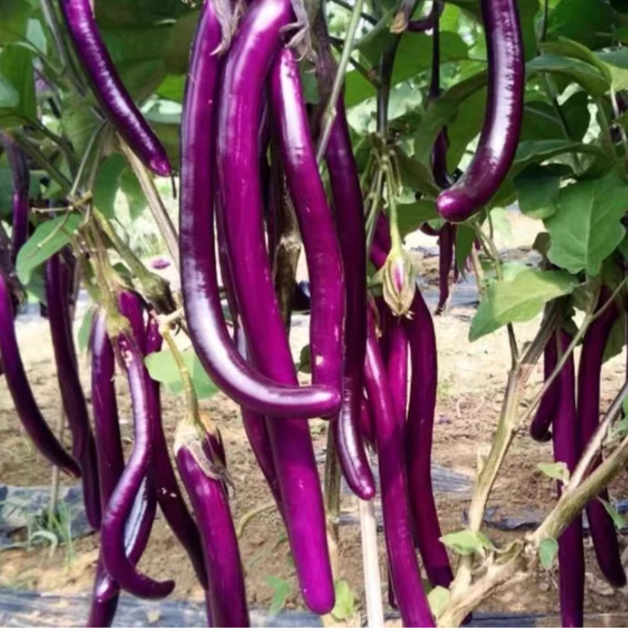 紫杭茄种子杭茄一号茄子种子杭州红茄种子线茄子四季蔬菜种子
