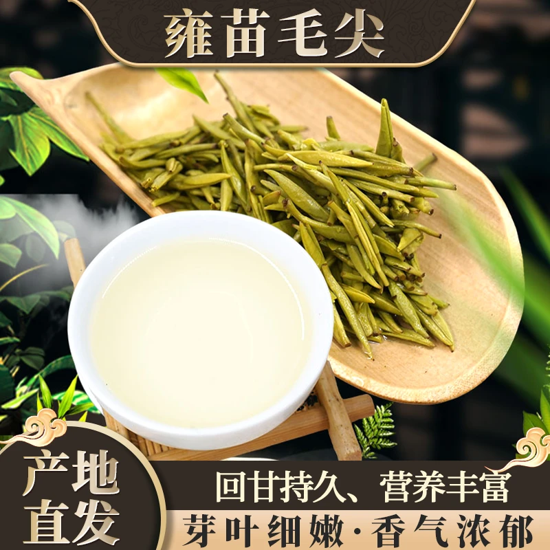 贵州雍苗毛尖明前采摘芽叶细嫩香气浓郁回甘持久产地直发