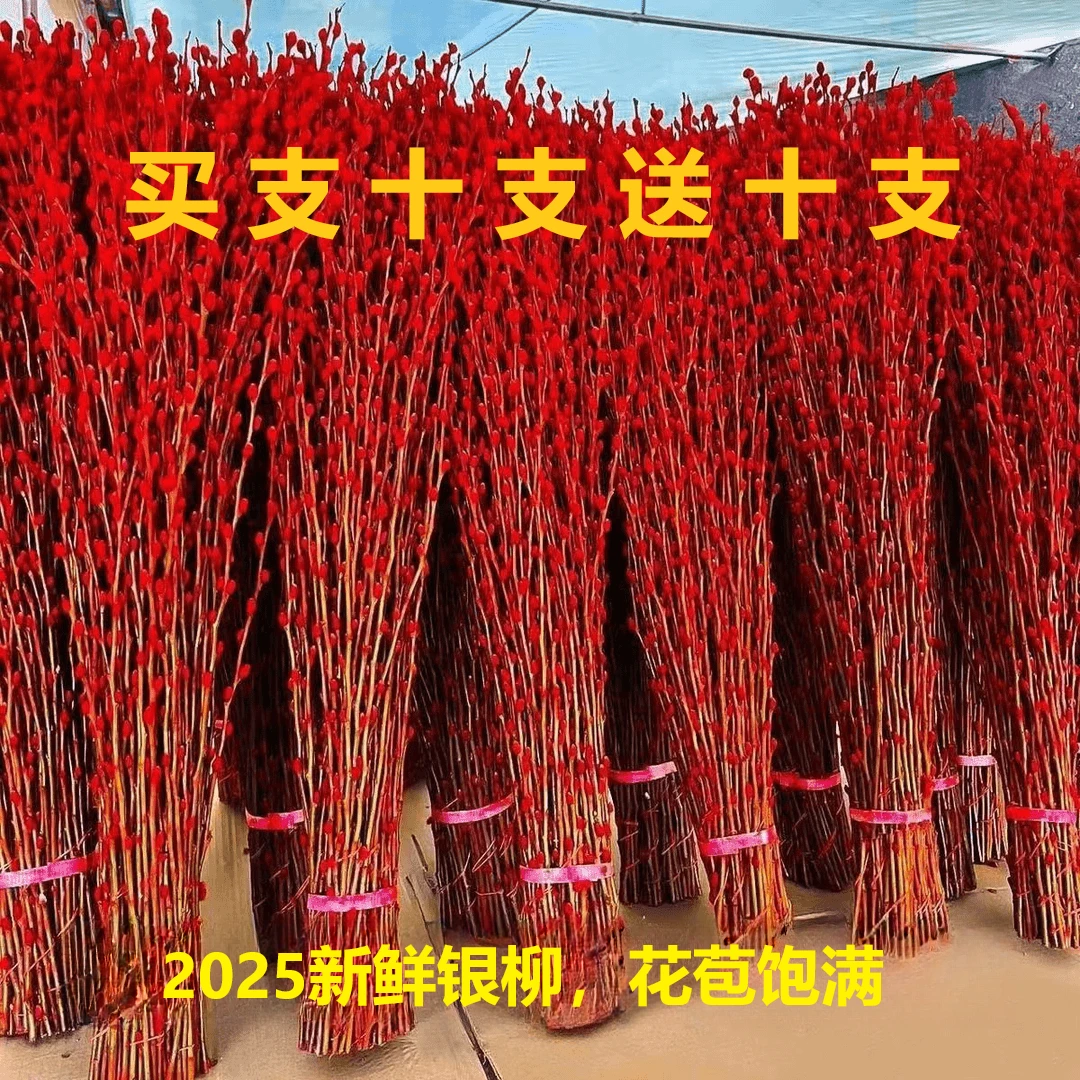 【买10枝送10枝】红色银柳真花银柳鲜枝耐寒花水养真花花卉船长花园