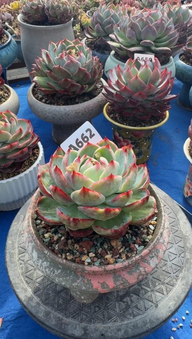 【闪购商品】A662惊鸿仙子（裸根发货）