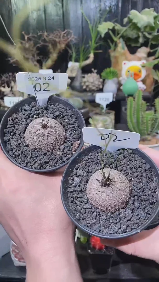 02号924福利南非龟甲龙买1个送1个