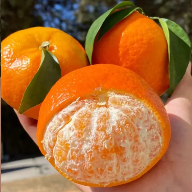 【甄选3】哀牢山高山沃柑新鲜水果当季现摘坏果包赔带箱10斤