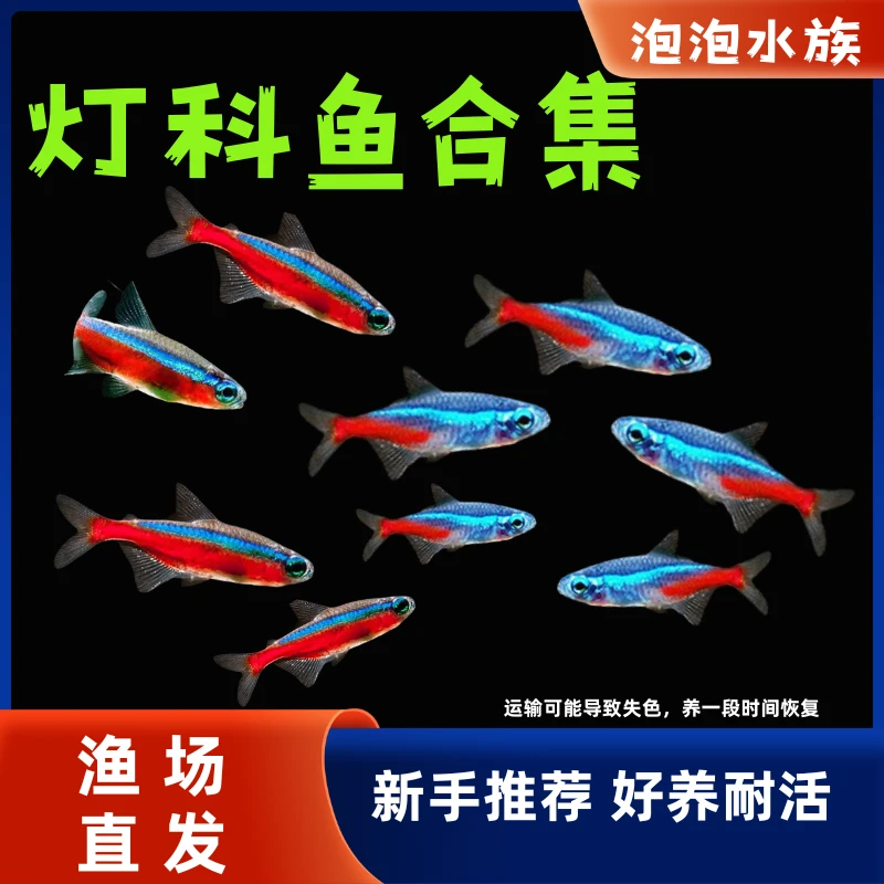 宝莲灯鱼灯科鱼活体鱼红绿灯鱼巴西小鱼观赏鱼苗淡水鱼热带鱼