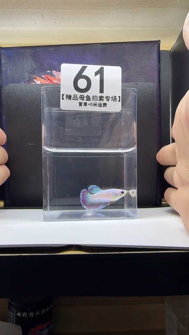 斗鱼母鱼编号：61