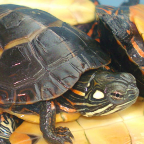 （花腹东锦苗）直播间秒付秒发