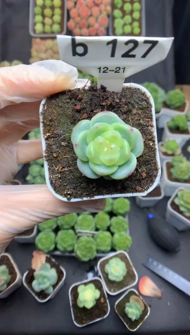 b127 叶插遥遥珍妮 可带盆土 40