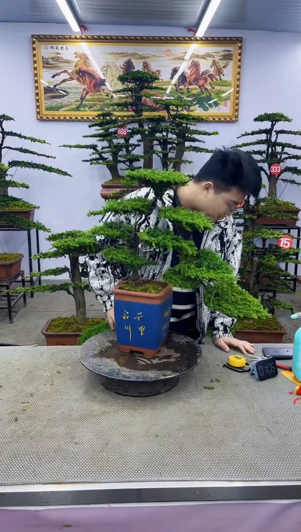 【闪购商品】八斗松/松类活物造型盆景，以直播间截图为啊啊啊啊
