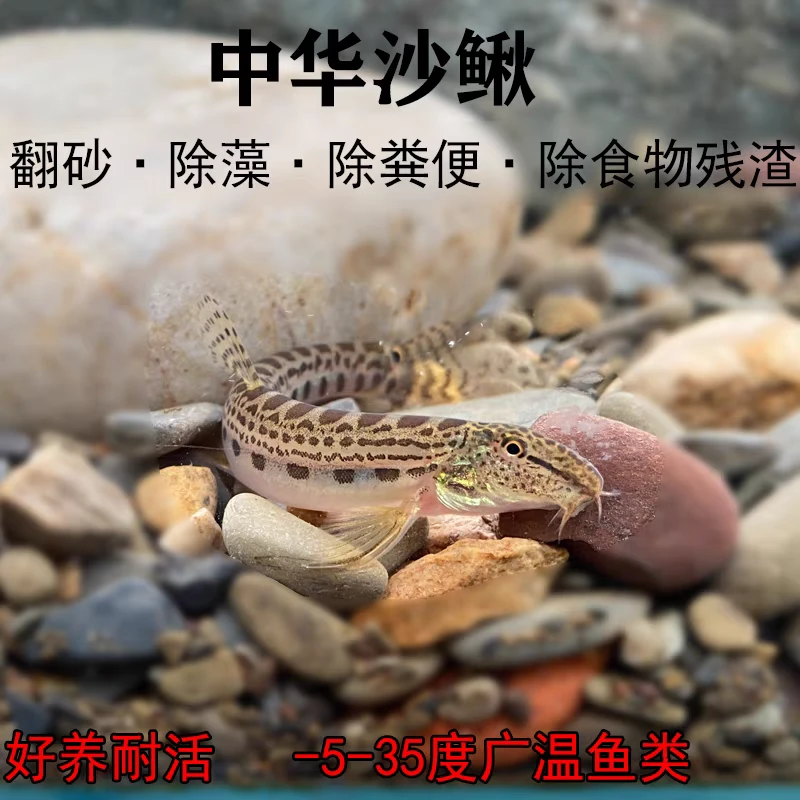 花鳅冷水清道夫观赏鱼缸清洁工具淡水沙鳅翻砂鱼生态缸溪流