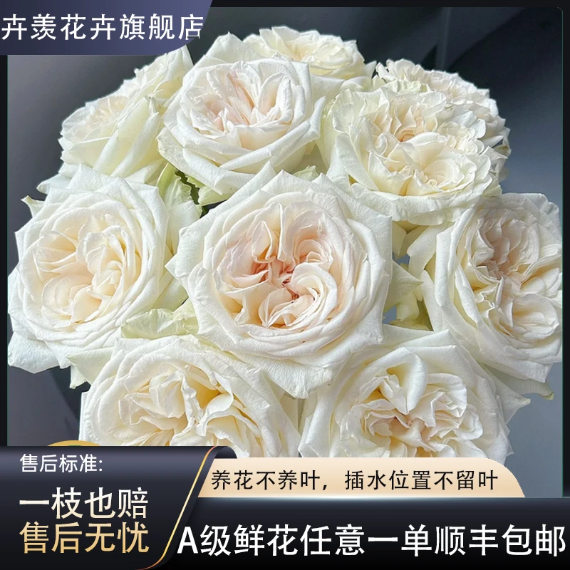 【云舍花卉】 60cm及以上带包装醒花【白荔枝】单头玫瑰任意两单包邮
