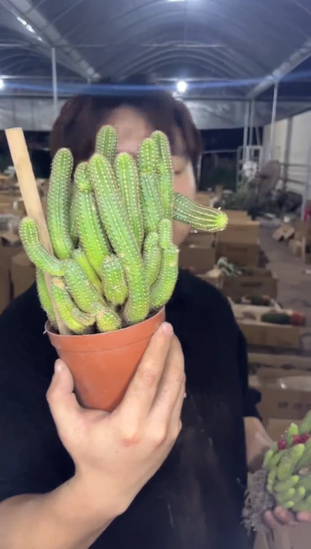 多头 红花白檀【带根】不指定带花苞