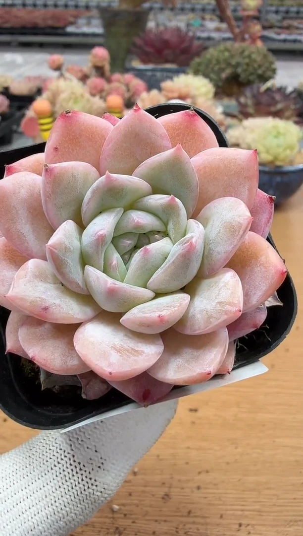 东云多肉园二店-133