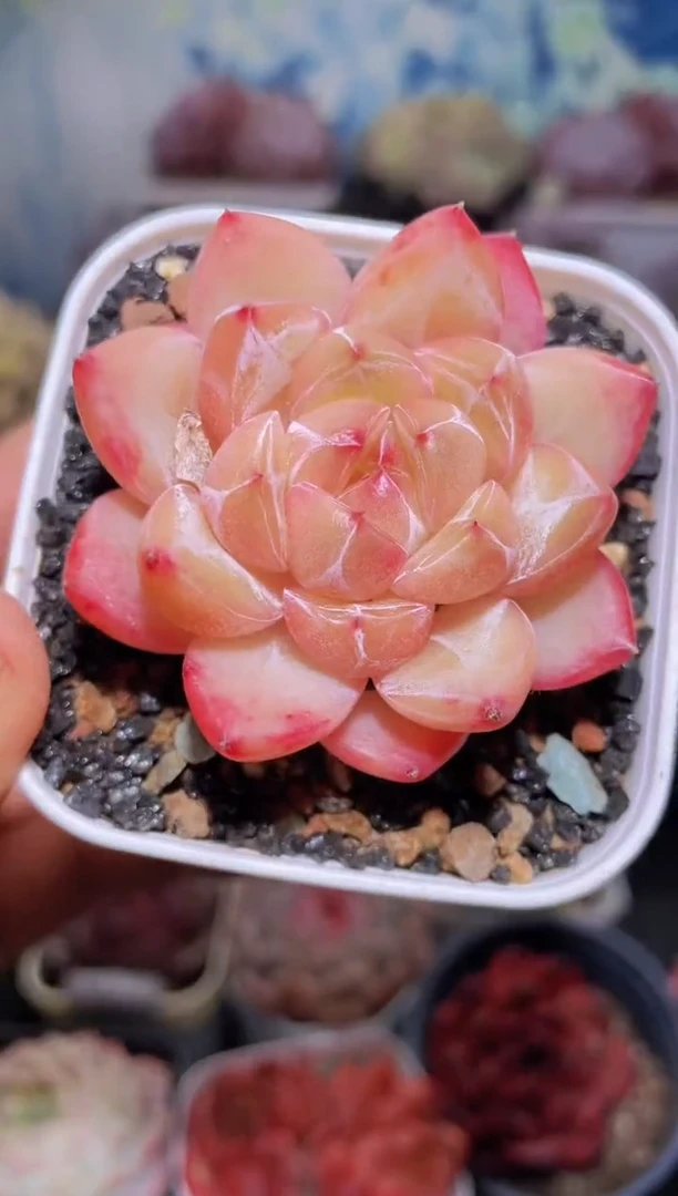 【闪购商品】182钻石珍妮