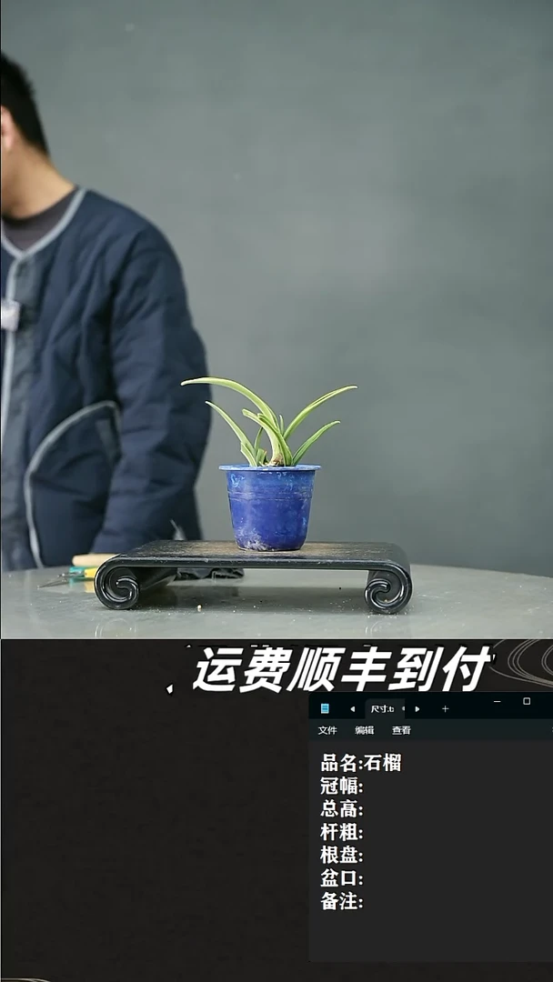 【闪购商品】123万年青