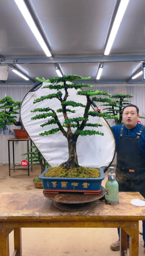 无花朵精品盆景 一物一拍