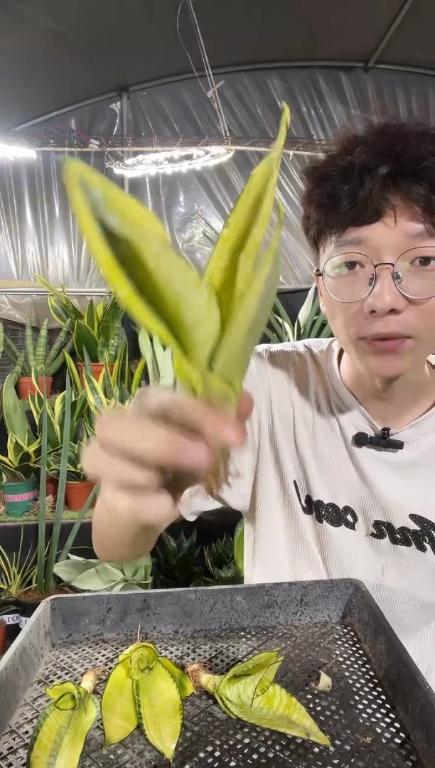 哈尼锦裸根9.9..