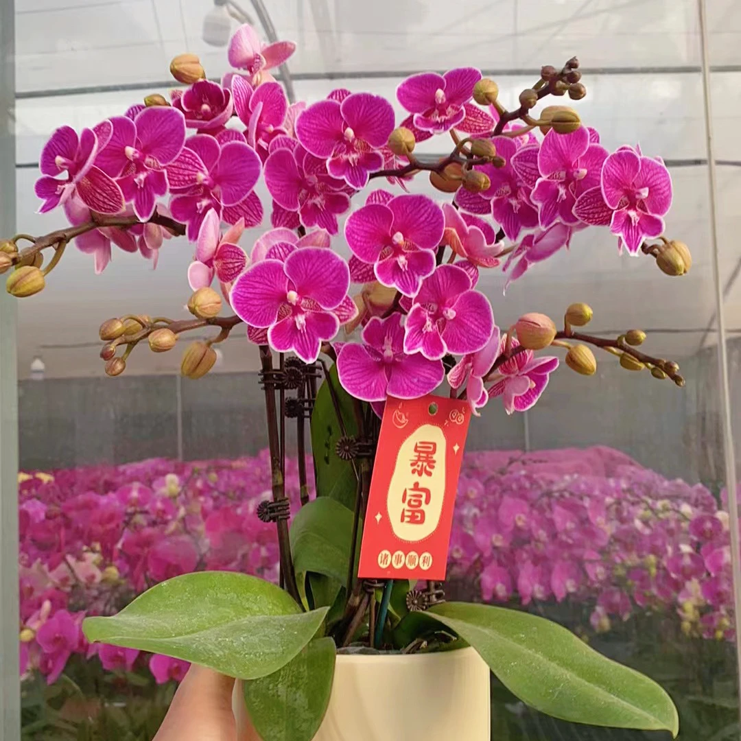 【红豆】蝴蝶兰（紫红色系）带花带花苞好养好养易活送礼