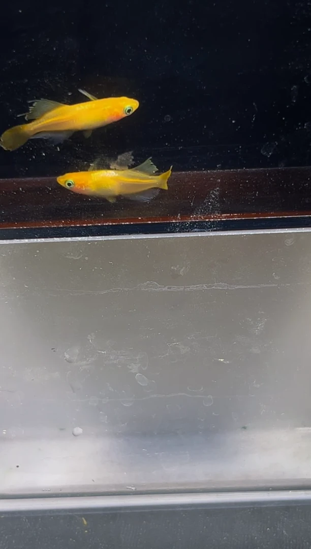 青鳉鱼观背青鳉一物一拍34