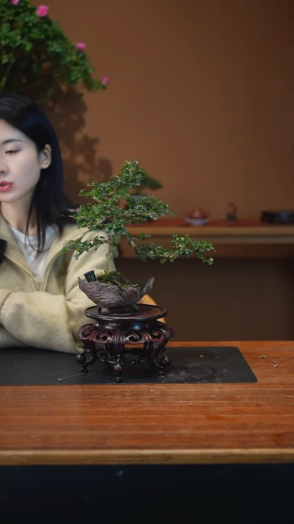 全部花朵冬青盆景盆景盆景