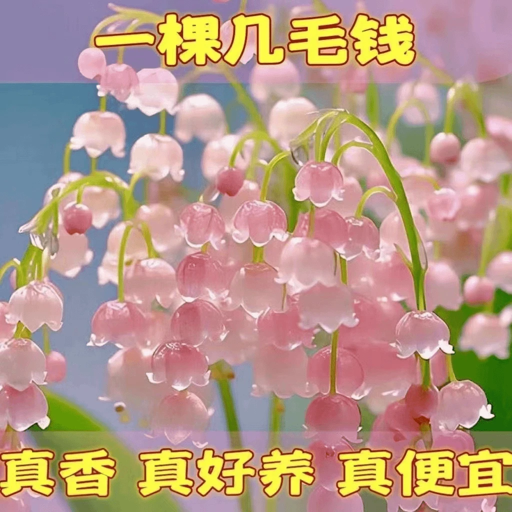 【香水铃兰花】铃兰花花卉绿植盆栽四季开花室内客厅外耐寒耐冻好养
