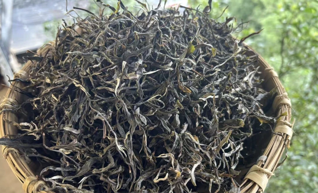 冰岛坝歪2025年头春头采云南普洱生茶晒青茶