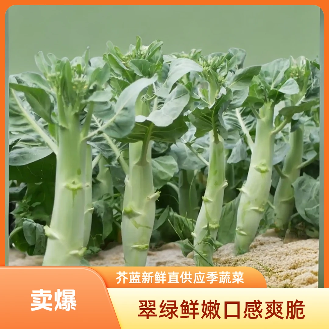 正宗鸡腿芥兰新鲜蔬菜甜脆多汁家庭种植爽脆可口四季阳台庭院种植