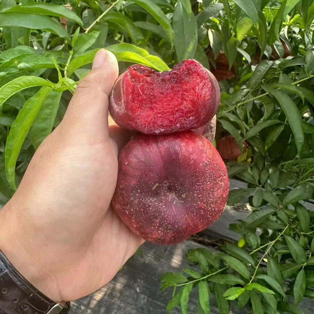 血油蟠，小油桃桃树苗