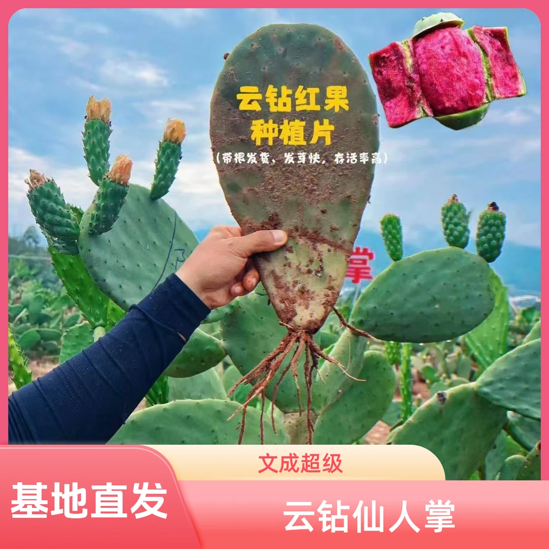 基地直发带根红果云钻宝塔仙人掌由米邦塔改良