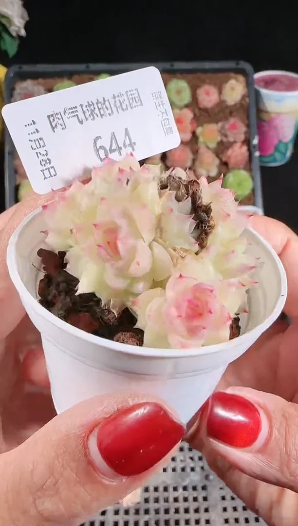 多肉1128-644群生不包整