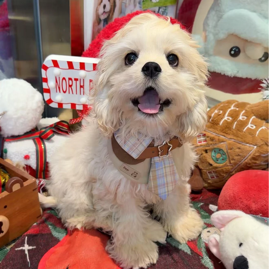 美卡幼犬 妹妹G19  大莹家精致萌宠狗狗活体 美国可卡犬