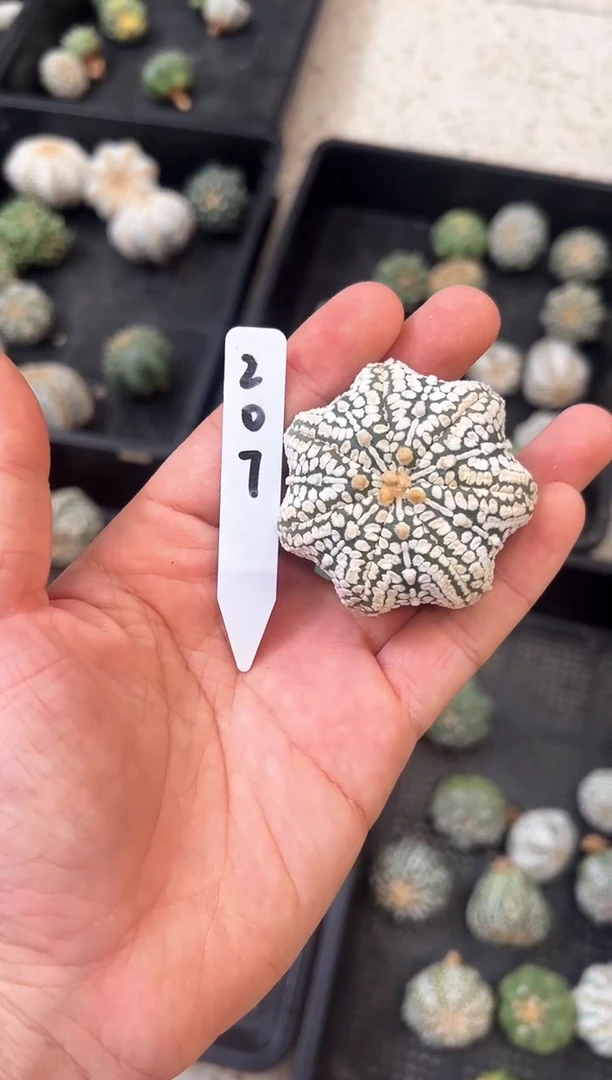 浓白海星爱心V不含盆土实生编码207