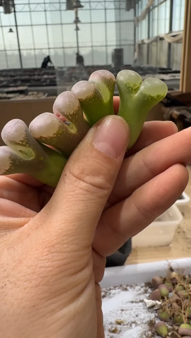 多肉植物肉锥4-228微瑕