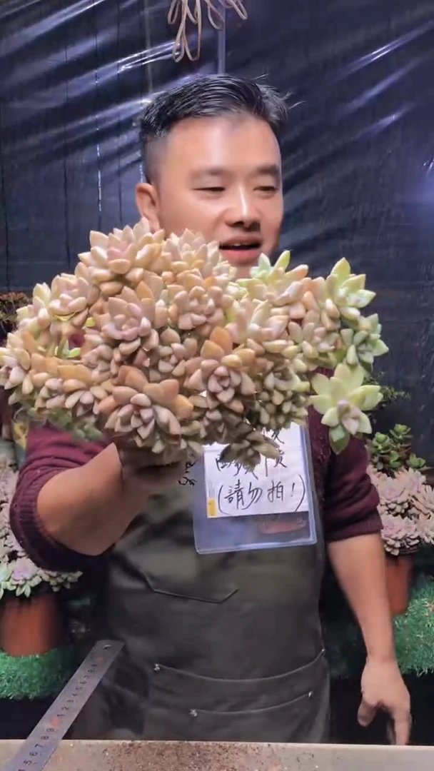 152淡雪缀化（一物一拍）