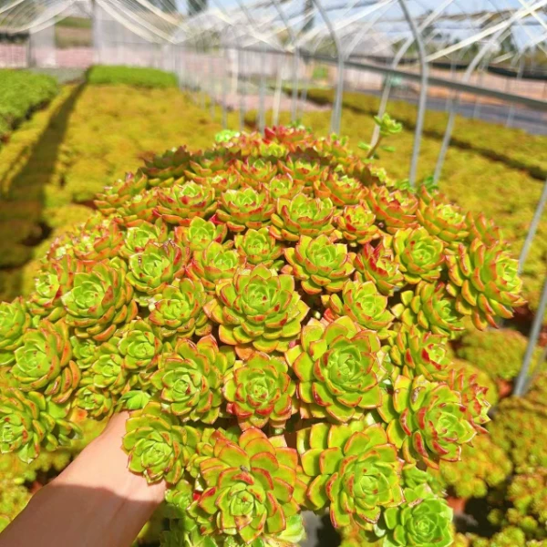 玫瑰火焰蒂亚  瑕疵不售后  好看好养  耐寒多肉植物 云南发货