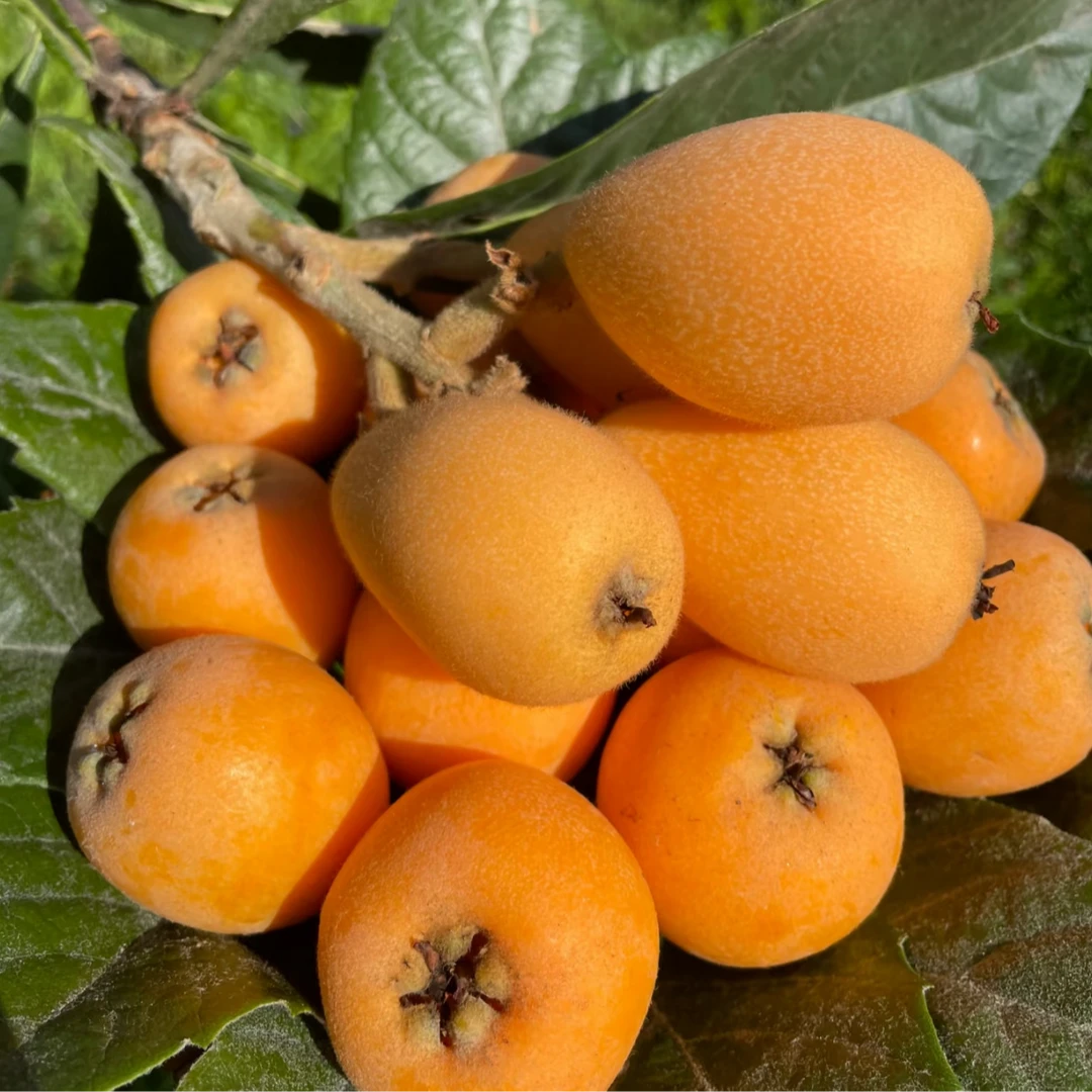 【小主播源头自采】现摘现发 云南枇杷 新鲜水果