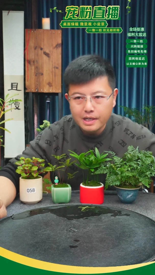 无花朵帅苔藓微景观058号
