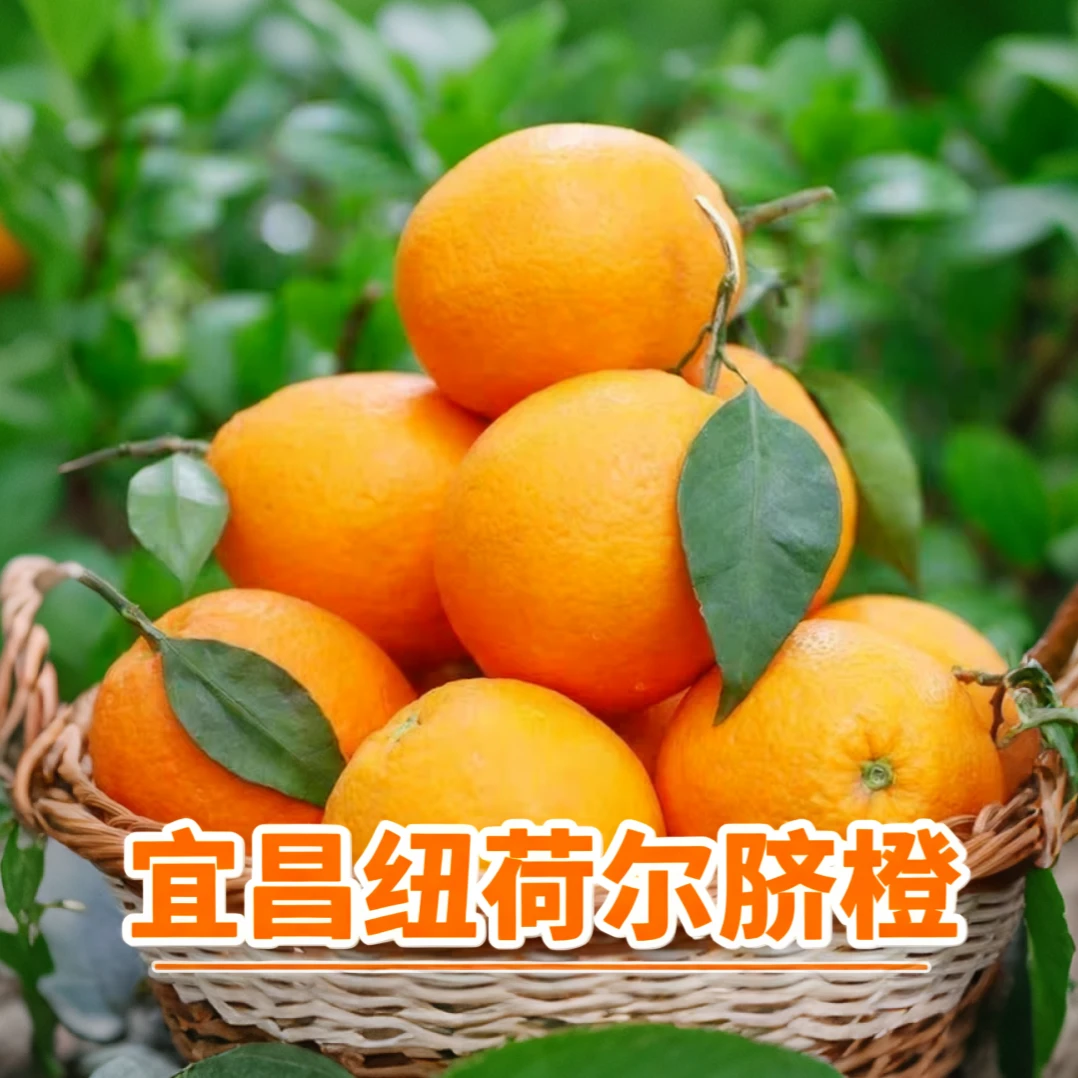 【产地直发】正宗湖北宜昌纽荷尔脐橙当季新鲜水果现摘脐橙整箱包邮