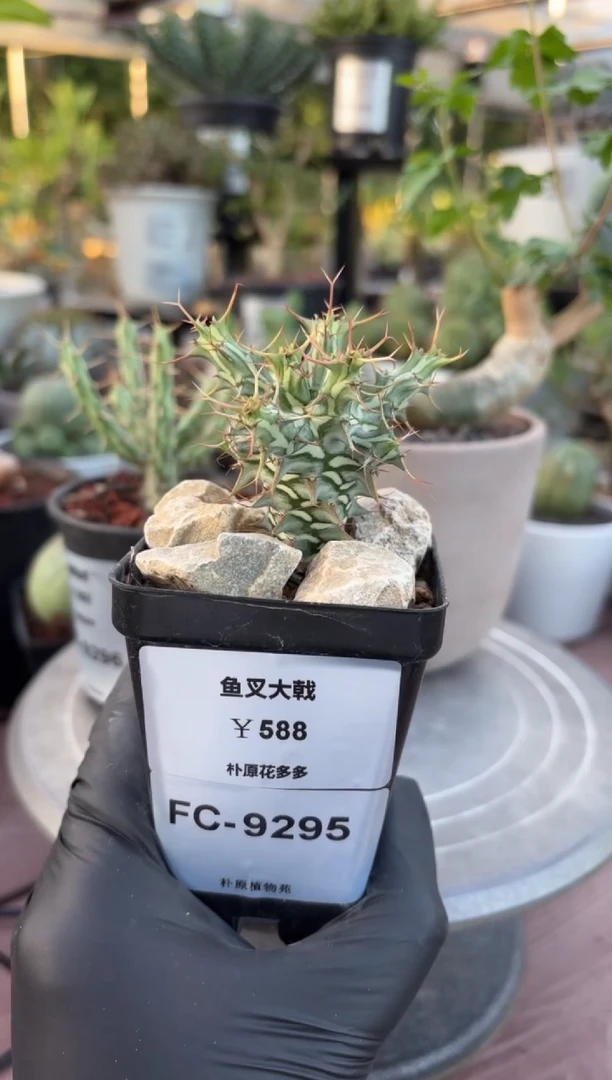鱼叉大戟FC-9295