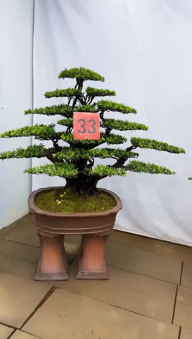 无花朵风**哥一物一拍，所见即所得