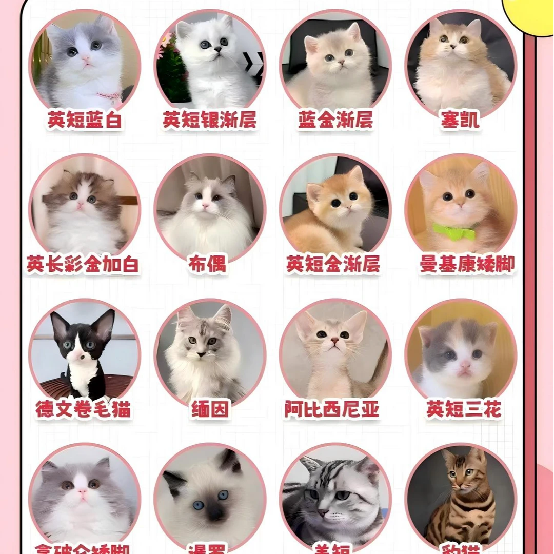 【优咪宠物】全猫品种猫猫一对一对接 不满意全额退