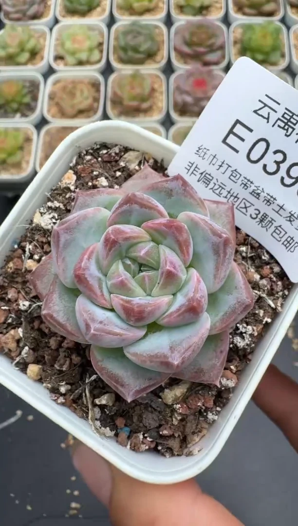 395E云禹多肉植物 带盆土纸巾打包 3颗包邮