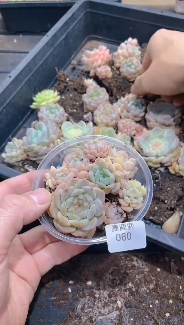 080秘境冰魄      量拍