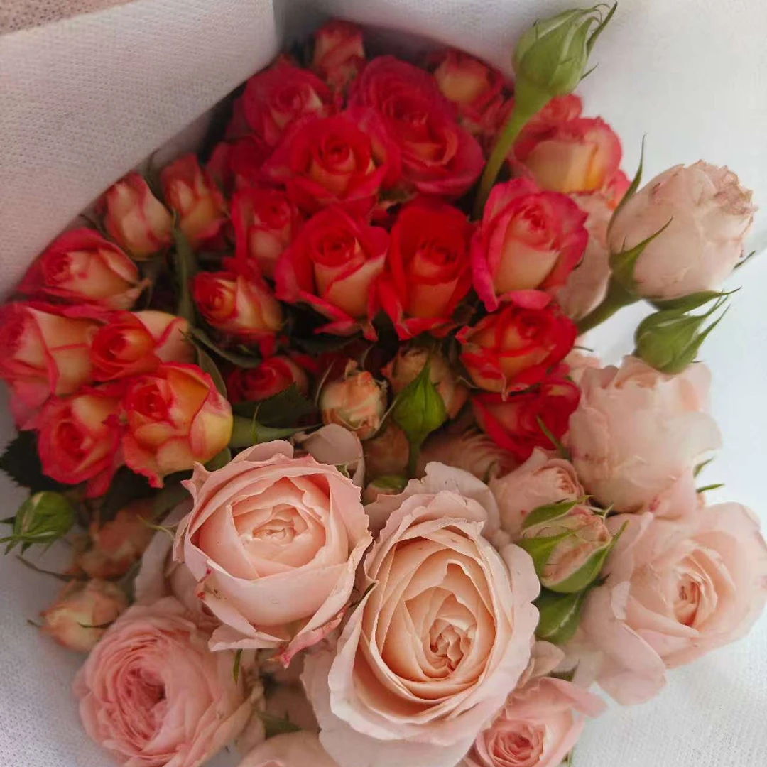 混色玫瑰东北鲜切花