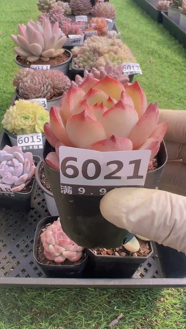 【闪购商品】信福多肉一物一拍