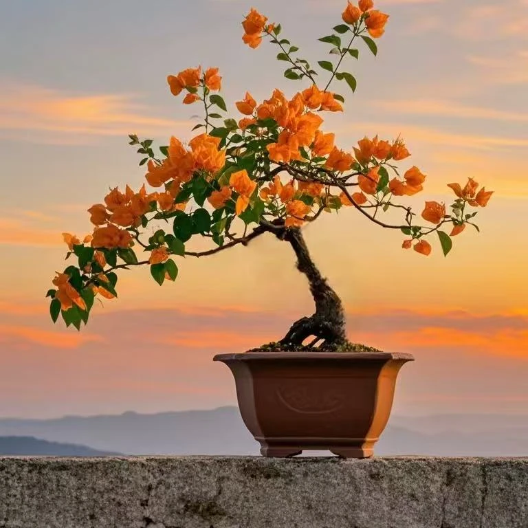 勤花三角梅直播间修改链接