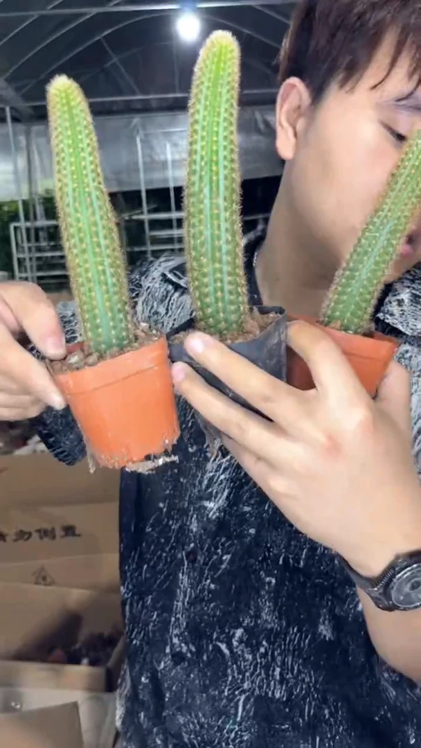 3颗 单头紫水晶 金妞【带根】