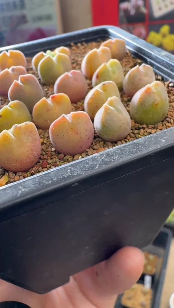 【闪购商品】30-25一颗